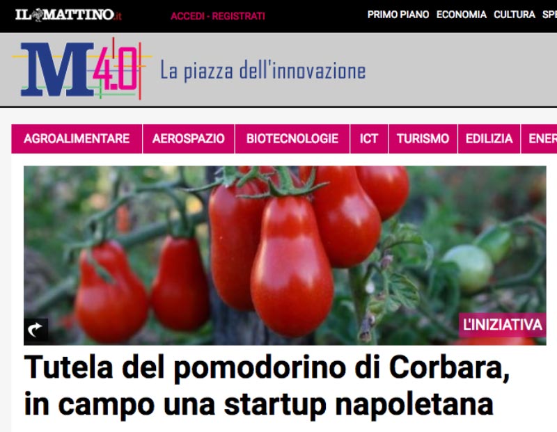 Tutela del pomodorino di Corbara, in campo una startup napoletana